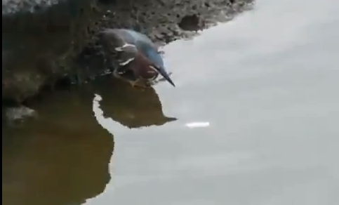 Fiskare, Film, Fågel